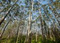 Mozambique’s farmers bear the cost of Europe’s push for paper packaging