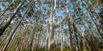 Mozambique’s farmers bear the cost of Europe’s push for paper packaging